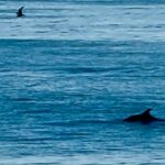 Marla Maples Instagram – 2024 🐬 I will surf the seas… I will go deep within the water, finding serenity within my own breath… I will rest, then I will rise again and journey forward 🐬As the sun rose, the dolphins came to visit, sharing their sacred dance. The lessons in nature are all around us… priceless messages, Marla #dolphins #dolphinmessages #nature #sacredlessons