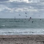 Marla Maples Instagram - This morning I was called to the beach and I wasn’t alone … Enjoying the dance and the flight of the birds and the many many lessons we learn from nature and it’s beautiful, beautiful BEings 🤍 🌊