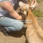 Marnie Alton Instagram - This is my new favorite place @vivaglobalrescue. To learn more about this magical sanctuary (or just see more cute goat pics!) head to my latest profile post. Please share & like to support this really special place. 🐐🐾❤️