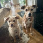 Marnie Alton Instagram - “Okay I was gone for a minute but I’m back now…”🎶🎵 Proof of life photos my current view as I sit writing this… (cus I just can’t with their scruffy little faces begging for breakfast🥰) Quickie update: I needed a mental break from social media the last month or so to breathe, to hear my own thoughts again, to stop the endless scroll & seemingly bottomless push to create ‘content’. It left me feeling like I was always a step behind (if not utterly failing🫠) I’m back here because I’m feeling better. I miss the beautiful bits of IG: that we can find each other from literally all over the world, that we can talk about the real sh%*, learn stuff, inspire each other, share things that make us laugh & even cry. You know…LIFE in all the colors! So I’m gonna try again. Wanna hang out with me here? What do you wanna talk about?! Let’s create this space together cus isn’t that really what it’s all about? I’m off to feed my pups now. See you on the gram! 🌈✨🫶 #mbodyglobalfam