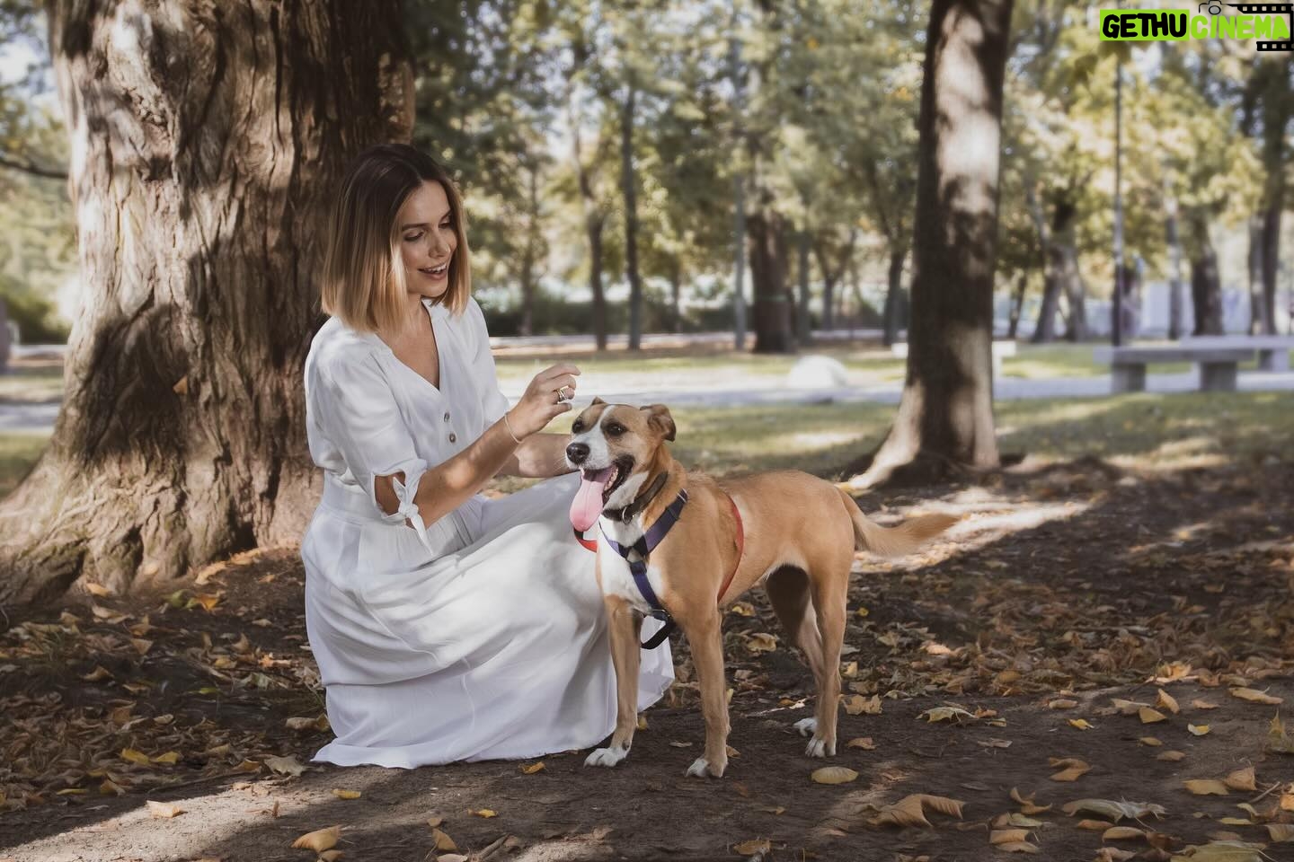 Marta Żmuda-Trzebiatowska Instagram - Drodzy, pozując do tegorocznej edycji kalendarza Wielcy Małym @wielcy.malym poznałam te dwie urocze mordki, które szukają ciepłego kąta, pełnej michy i miłości. 🐕🐕🦺 Beżowy piesek to MIKA, drobniutka, szczuplutka suczka, która przeżywa właśnie prawdziwy koszmar. Wróciła do schroniska po blisko dwóch latach u boku ludzkiego przyjaciela. 💔 Pies to żywa istota, która cierpi, płacze, przeżywa. Pamiętajcie o tym ‼️ Mika to stosunkowo spokojna, stateczna suczka. W stosunku do ludzi jest przyjazna, kontaktowa. Ładnie spaceruje na smyczy. Lubi ruch i bardzo ceni sobie uwagę, jest zaszczepiona, zaczipowana i wysterylizowana – gotowa do adopcji. 🦮 Drugi piesek, czarny gentleman z kolejnej fotografii, to AMADEUSZ. To niewielki, krótkowłosy, a przy tym delikatny i niezwykle urodziwy psiak. Jest bardzo przyjazny i proludzki. Człowieka kocha całym sercem, jest w niego wpatrzony, ogromnie pragnie uwagi i zainteresowania. Świetnie radzi sobie na smyczy, jest energiczny, chętny do wspólnych zabaw i spacerów. Samotny, w betonowym boksie, bardzo cierpi, błaga o choć chwilę uwagi i zainteresowania... To psiak, który ma jeszcze szansę na lepsze życie, a może nawet na wymazanie wszystkich złych wspomnień. Potrzebni są tylko ludzie gotowi otworzyć swoje serca i podarować Amadeuszowi prawdziwy, kochający, odpowiedzialny dom do końca jego dni! 🐕🦺 Gdyby ktoś z was czuł, że ma przestrzeń na to, aby zaopiekować się, którymś z tych piesków , żeby ofiarować mu miłość i zapewnić spokojne, bezpieczne życie - zostawiam kontakt: Dagmara 600-344-365 Klaudia 793-990-900 Schronisko w Tomaszowie Mazowieckim Adoptuj zwierzęta odpowiedzialnie. Dziękuję ❤️ #mniejsibracia #adoptujodpowiedzialnie @wielcymalym @schronisko_tomaszow