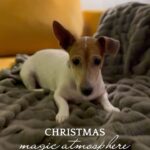 Marta Melro Instagram - Passei ao lado da loja e não resisti 🤭 Fui comprar uns apontamentos natalícios para a minha casa. Eu prefiro decoração natalícia mais subtil, e tu? És mais discreto ou preferes Natal em todo o seu esplendor de luzes e cores? Seja qual for a tua preferência, de certeza que há uma coisa que gostamos todos : descontos! 😄 Eu cá sou ninja em descobrir achados. Fica a dica que durante a Black Friday a @jysk.portugal está com descontos até 70% (de 20 a 26 de Novembro) #JYSKBlackFriday #JYSKPortugal #JYSK #ad