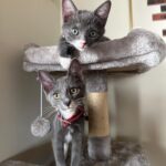 Marta Piekarz Instagram - beats or airpods max? ((btw im fostering two cuties named momo and bumi with @straycatalliance if ur interested in adopting fill out an app)) 💓🌈🐱🎂🧻