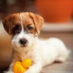 Martina Gusmán Instagram – 🐾✨

✨InLove total 🤍🤍🤍✨

💞 Shanti 💞

🐾✨