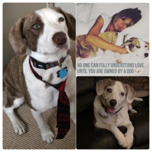 Mary-Margaret Humes Instagram - Celebrating a thirteen year unconditional love affair with my girl Bailey 🐶 as it continues onward! Happy #nationaldogday from our hearts to yours 💞 🐾