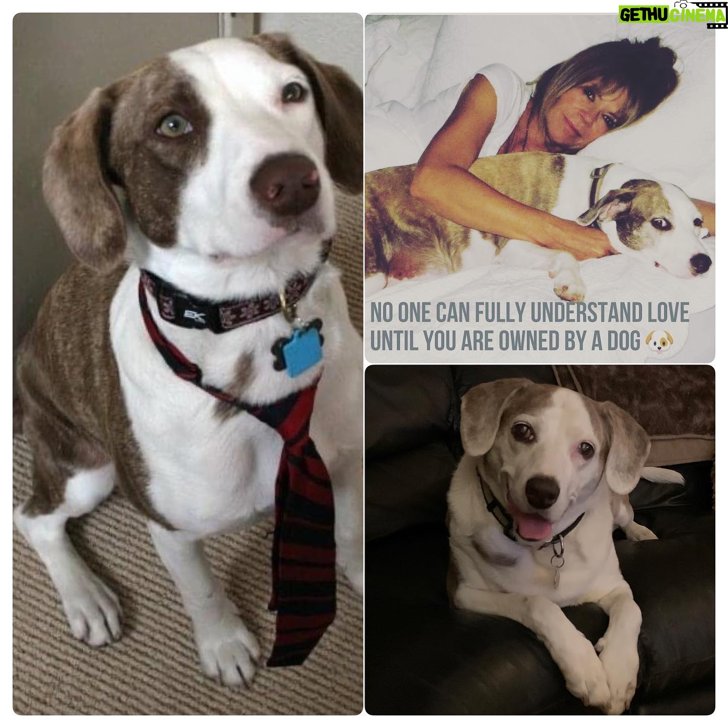 Mary-Margaret Humes - 1K Likes - Celebrating a thirteen year unconditional love affair with my girl Bailey š¶ as it continues onward! Happy #nationaldogday from our hearts to yours š š¾