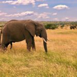 Mary Padian Instagram - In the Wild! On safari in Kenya with @ubuntumade seeing these amazing animals up close. I took all these pics on my iPhone! Amazing, surreal and beautimous.... (FYI notice the elephant's fifth leg!) Ha! #liveubuntu #safari #kenya #lifeisubuntiful