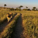 Mary Padian Instagram - In the Wild! On safari in Kenya with @ubuntumade seeing these amazing animals up close. I took all these pics on my iPhone! Amazing, surreal and beautimous.... (FYI notice the elephant's fifth leg!) Ha! #liveubuntu #safari #kenya #lifeisubuntiful