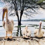 Mary Padian Instagram - In the Wild! On safari in Kenya with @ubuntumade seeing these amazing animals up close. I took all these pics on my iPhone! Amazing, surreal and beautimous.... (FYI notice the elephant's fifth leg!) Ha! #liveubuntu #safari #kenya #lifeisubuntiful