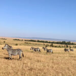 Mary Padian Instagram - In the Wild! On safari in Kenya with @ubuntumade seeing these amazing animals up close. I took all these pics on my iPhone! Amazing, surreal and beautimous.... (FYI notice the elephant's fifth leg!) Ha! #liveubuntu #safari #kenya #lifeisubuntiful