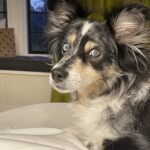 Mary Steenburgen Instagram - Happy National Dog Day, Arthur! You just think it’s like any other day. You being a perfect little wonder of a dog and Ted and I unable to resist your hypnotist blue eyes that tell us when you want treats. We couldn’t love you more. ❤️