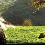 Maryam Boubani Instagram – #آنگاه دهانم را دوختند،
حصاری گرداگردم برافراشتند،
وساقه ی غرورشگفتم را،
به سرکش ترین شعله هاسپردند.

(بی بار وبر کنده ای عبوس،
باسهمِ آسمان وزمینی عقیم.)

حلقه ی زرینِ دلمشغولیهایِ بی بهایی را
گران ! 
درکف پینه بسته دستانم،
به منت فروگذاشتند،
وتاریخ را از وجودم تهی کردند ! تهی!

(شاه بانویی
در اردوگاه کارِ تکراری)

آئینه ها را در گودترین نقطه ی پستوها
پنهان کردند،
تادر خویشتن ننگرم.

(الهه ی سترونِ معبدی شدم مهیب،
وبهشت زیر پاهایم جولان میداد)

بادهان دوخته اما!
روی خطوط رنج رقصیدم،
از درّه های دلتنگی گذشتم،
شبانه هایِ گیجِ مشوش را،
بیتابانه تاب آوردم،
بر آرامشِ زلال واژه بالیدم،
پس !
پرشدم از جهانی که تهی بود از من
لبریز جمعیت!
لبالب از زیبایی!
وگیسو افشاندم بر جنگلِ جهان!
آنگاه!
دنیا ودهانِ دوخته ام را شکافت،
طنینِ واژه هایِ مبارک وموزون!

#زن_زندگی_آزادی
#روزجهانی_زن_برزنانِ_وطنم_مبارک!