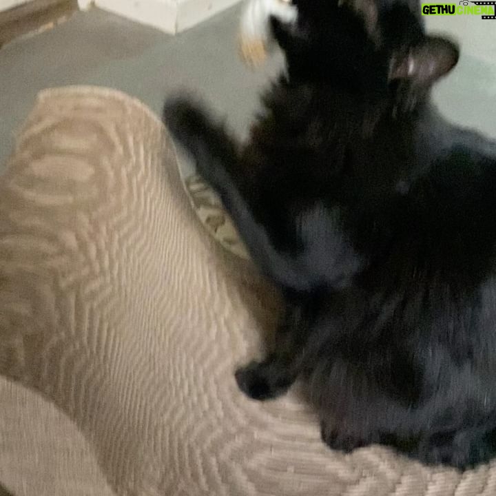 Matilda Blanco Instagram - Atencion amores! Mi gato JUNO se hizo famoso! 🤦🏻♀️ Ahora quien lo aguanta! El gordito salió en @ohmydogmag 🐈🐈⬛ 😻 Les comparto algunas fotos de el, su pandilla y yo! Cuenten que les pareció! Gracias @ohmydogmag ❤️ Mi look @allo_martinez Fotografía @adrimontaldovera 👏🏻👏🏻👏🏻
