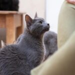 Matilda Blanco Instagram – Atencion  amores! Mi gato JUNO se hizo famoso! 🤦🏻‍♀️ Ahora quien lo aguanta! El gordito salió en @ohmydogmag 🐈🐈‍⬛ 😻
Les comparto algunas fotos de el, su pandilla y yo! 
Cuenten que les pareció!

Gracias @ohmydogmag ❤️
Mi look @allo_martinez 
Fotografía @adrimontaldovera 👏🏻👏🏻👏🏻