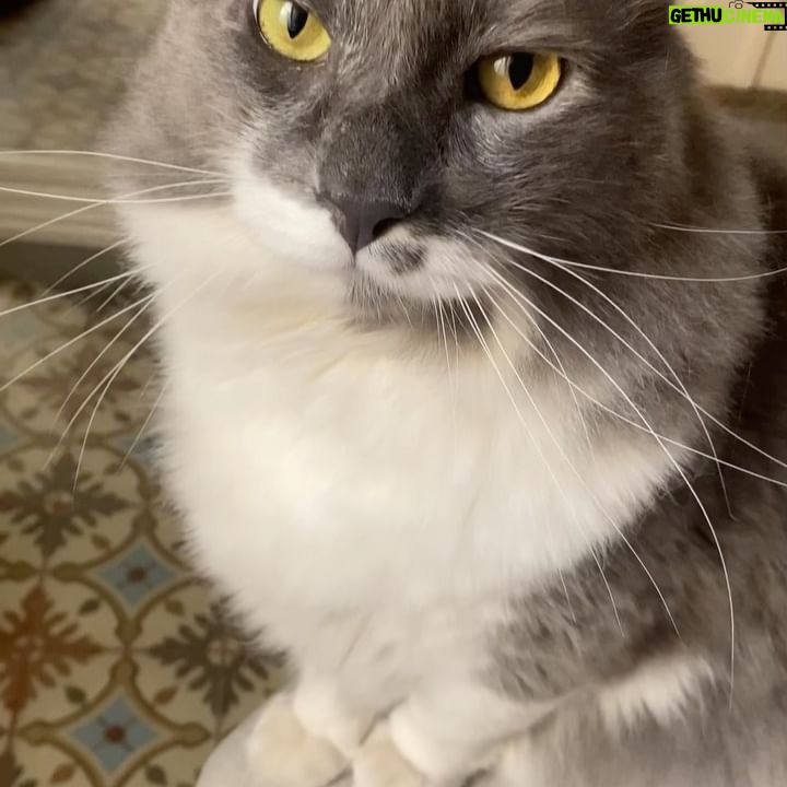 Matilda Blanco Instagram - Atencion amores! Mi gato JUNO se hizo famoso! 🤦🏻♀️ Ahora quien lo aguanta! El gordito salió en @ohmydogmag 🐈🐈⬛ 😻 Les comparto algunas fotos de el, su pandilla y yo! Cuenten que les pareció! Gracias @ohmydogmag ❤️ Mi look @allo_martinez Fotografía @adrimontaldovera 👏🏻👏🏻👏🏻