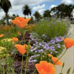Matilde Breyner Instagram - Tantos anos a vir a LA e como é que ainda não tinha vindo aqui? O Huntington é um centro cultural e de pesquisa composto por jardins botânicos, uma biblioteca e um centro de arte. Os jardins estão divididos por temas, são km e km a perder de vista e uma tarde inteira não chega para ver tudo. Passeámos no Desert Garden, Japanese Garden e no Chinese Garden. E ainda passámos pelo Jungle Garden a vir embora. É tudo lindo e perfeito para adormecer bebés. Nada como um white noise ao vivo 🐝🦋🐿️🌵🌴🌿🍄