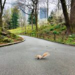 Matilde Breyner Instagram - Trouxe o meu esquilinho a NY 🐿️