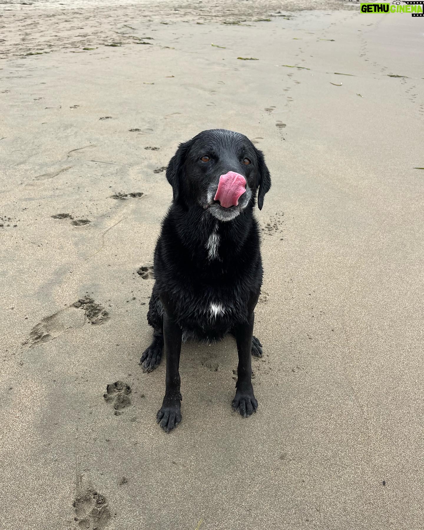 Meagan Martin Instagram - Getting outside is always changing. When the mountains are still too hot, it’s nice to have the cool and misty coast as an option 🥰! Either way my pup maddy is happy since the loves the mountains and the ocean as much as I do! @prana #prAnaPartner #prAnaAdventurer