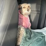 Meagan Tandy Instagram - This challenge is cracking me up . My dog does it the best !!! #leftrightchallenge #leftright #dog #schnauzer #dogchallenge