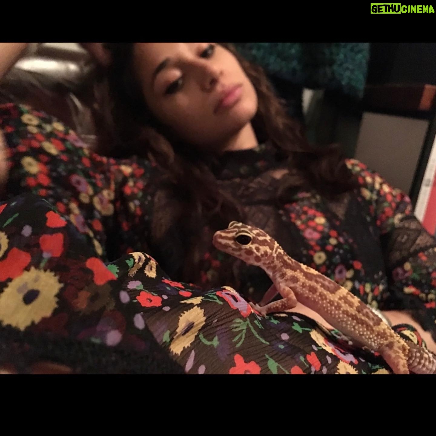 Meaghan Rath - 26.6K Likes - It is with a heavy heart today that we announce the passing of our smallest family member.
T-Rex “TT” Rathmore loved hiding and crickets and hated everything else.
She once, and only once, laid one perfect egg.
She is survived by her brother (?) Leo. She will be missed.
(With thanks to @radiofreerachel for all funereal services.)