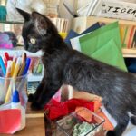 Megan Boone Instagram - I surprised my kid with a kitten for their 8th bday. Please enjoy this adorable pic while I kitten-proof their bedroom. Meet Midnight. 🌙 BIG thanks to @fowarescue for rescuing and nursing her to the healthy kitten you see before you- while also making the adoption process delightful.