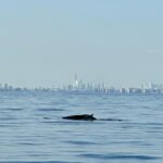 Megan Boone Instagram - Whale watching off the coast of NYC with the @riverkeeper community whose work helps make all of this possible (give the second slide some time. It’ll be worth it) 🐋