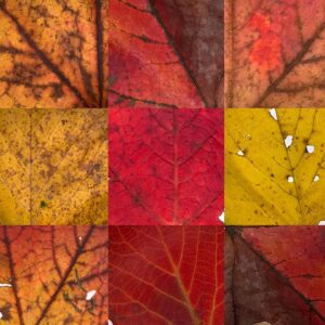 Megan Follows Instagram - I love autumn. #fallcolors #quebec #autumnvibes🍁 #nature #trees #leaves #lookontheground #change #mapleleaf