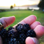 Megan Follows Instagram - Night sky and black berries. Keeping it simple. #breathe #wildberries #stars