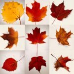 Megan Follows Instagram - I love autumn. #fallcolors #quebec #autumnvibes🍁 #nature #trees #leaves #lookontheground #change #mapleleaf