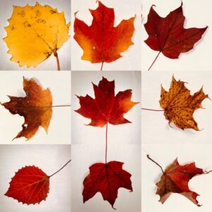 Megan Follows Instagram - I love autumn. #fallcolors #quebec #autumnvibes🍁 #nature #trees #leaves #lookontheground #change #mapleleaf