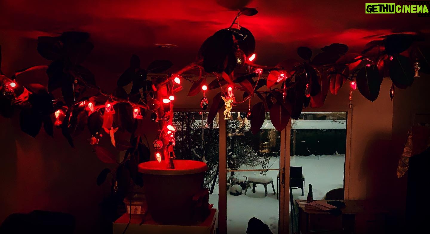 Megan Follows Instagram - House plant transformed #rubbertreeplant #usewhatyouhave #christmastree #red