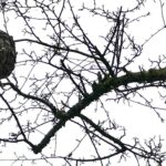 Megan Follows Instagram - Look up. …so beautiful. I’m not sure if it’s a hornets or wasps nest but I saw it when I was out for a walk. #winter #winterwalk #citytrees #nest #abandonedplaces #nature #texture