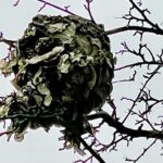 Megan Follows Instagram - Look up. …so beautiful. I’m not sure if it’s a hornets or wasps nest but I saw it when I was out for a walk. #winter #winterwalk #citytrees #nest #abandonedplaces #nature #texture