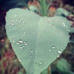 Megan Follows Instagram - Hiked in the rain. #raindrops #wetleaves #spiderweb #spiderwebsandraindrops