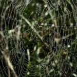 Megan Follows Instagram - Morning dew. Web caught my eye. #stillsummer #spiders #spiderweb #drops #dew