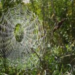 Megan Follows Instagram - Morning dew. Web caught my eye. #stillsummer #spiders #spiderweb #drops #dew
