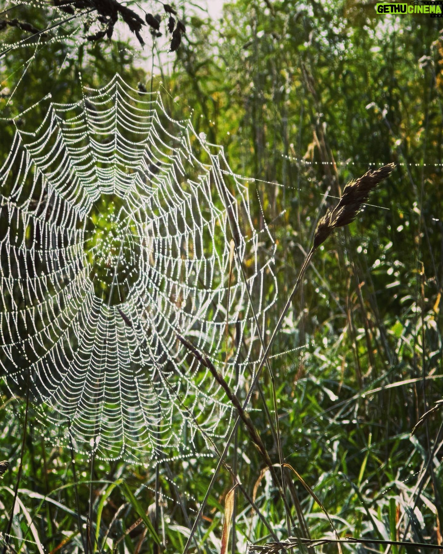 Megan Follows Instagram - Morning dew. Web caught my eye. #stillsummer #spiders #spiderweb #drops #dew