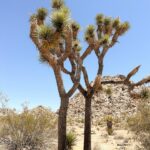 Megan Nicole Instagram – Joshua Tree is out of this world 👽👽