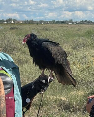 Megan Suri Instagram - Turns out being a goth girl in the middle of New Mexico is actually the most fun I’ve ever had. @peacock #PokerFacePeacock