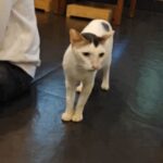 Megha Ray Instagram – It was a good day to have a good day 🌞🐈

From Cat Cafe to Scrumptious to Carter Road 💙

#cats #cats #coffee #food #andcats

P.S Frannie didn’t leave my lap until I really really had to wake him for a washroom break 😂🙈