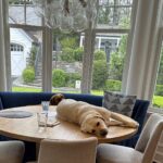 Megyn Kelly Instagram - You know how we allow this (on the table) but shouldn’t? Well today Thunder stood up on the table and started barking and barking - which she NEVER does. @douglas_brunt went over and it turns out the (large/heavy) basketball hoop had fallen into the pool making a large and unusual splash. The kids were totally fine but she was warning us! Such a good girl. (Strudwick did not bark but did eat our daughter’s soccer ball.)