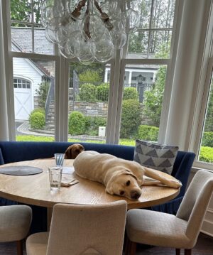 Megyn Kelly Instagram - You know how we allow this (on the table) but shouldn’t? Well today Thunder stood up on the table and started barking and barking - which she NEVER does. @douglas_brunt went over and it turns out the (large/heavy) basketball hoop had fallen into the pool making a large and unusual splash. The kids were totally fine but she was warning us! Such a good girl. (Strudwick did not bark but did eat our daughter’s soccer ball.)
