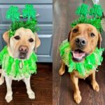 Megyn Kelly Instagram - St. Patrick’s Day is approaching and Thunder and Strudwick are getting in the holiday spirit!