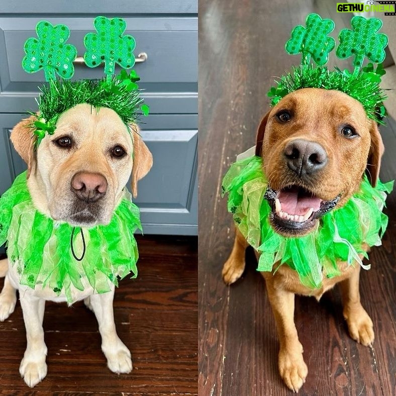 Megyn Kelly Instagram - St. Patrick’s Day is approaching and Thunder and Strudwick are getting in the holiday spirit!