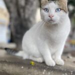 Mehtap Bayri