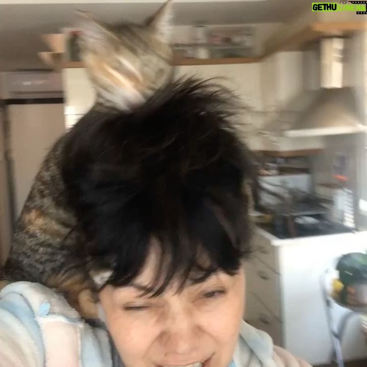 Mehtap Bayri - 2.5K Likes - Yol arkadaşımı kaybettim.. en yaslı zamanımda beni hayata bağlayan can dostumu kaybettim.. her zaman beni güldüren ,eğlendiren oyun arkadaşım canım parisim çokk üzgünümm .. sen hayatımda tanıdığım en iyi kalpli en zeki en candan kediydin sen benim canımdın.. şimdi melek oldun sensizlik çok zor , seni çok özlüyorum gidişin kalbimi dağladı.. seni çokk çokk seviyorum .. bana yaşattığın tüm duygular için sana çok teşekkür ederim . Babamı bul mehtap la çok eğlendik daha iyi onu merak etme de .. benim için sarıl babama .. çokk çokk seviyorum babamı seni parisim.. #yaşarbayri #paris