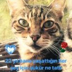 Mehtap Bayri