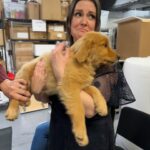 Melanie Lynskey Instagram - Well I fell in love with a puppy and had the MOST fun with the kind and wonderful @jimmyfallon My thanks to @lindahaymakeup and @helenreavey for two very very long days of beautiful makeup and hair changes and lots of lovely chats Will post some photos of all the amazing outfits my sweet @misha_rudolph_stylist put together for me!! My thanks to @innayourshoes for helping me and finding this lovely @akrisofficial outfit while I was having a wardrobe emergency half an hour before the taping!! @fallontonight #puppies 📸 by my sweet wonderful publicist @kawachouttt who everyone adores
