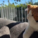 Melanie Lynskey Instagram - On one trip back to Vancouver I forgot my daughter’s favourite stuffy, Meowy. She was so upset. So I asked our friend @rudelbehrens if he wouldn’t mind sending a photo to show her that Meowy was just at home and ok and she’d see him soon. Here is the photo shoot I received aka the photos that will cheer me up on sad days forever