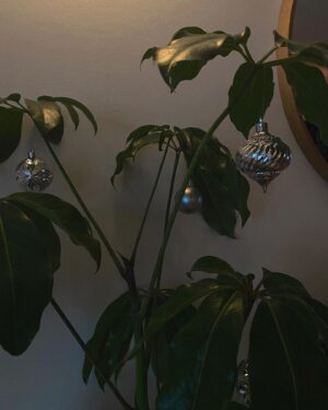 Melise Instagram - Extra ornaments? Adorn your plant babies 🪴
